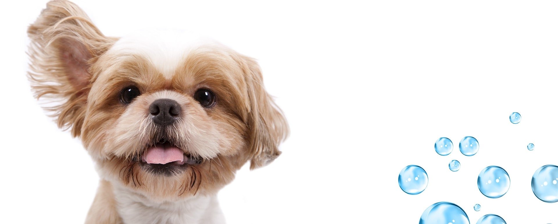 Get adopted with perfect dog grooming